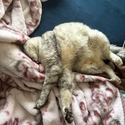 w2BRhKSEGJ89837's profile picture. 栃木県にある工務店を経営してます。 日常の事投稿用。 無駄に建築系資格持っているので、稀にお節介情報を投稿しようと思います。