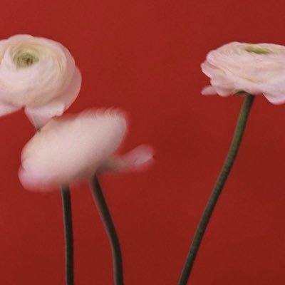 haminiii's profile picture. 