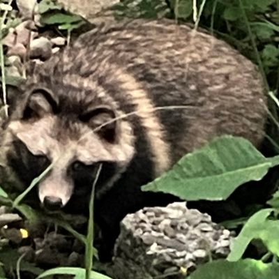 4ZrdjGx8zK52090's profile picture. ウマ娘ハマってるのでアカウントつくりました。