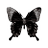 voracitis's profile image