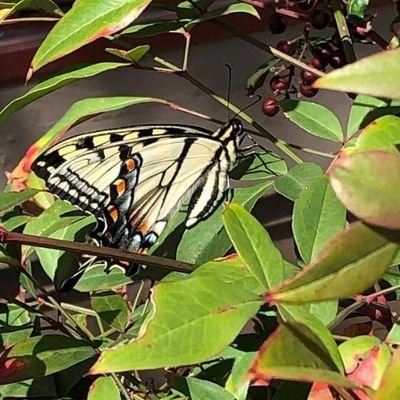 CarolinataylorJ's profile picture. Lovely soul ❤