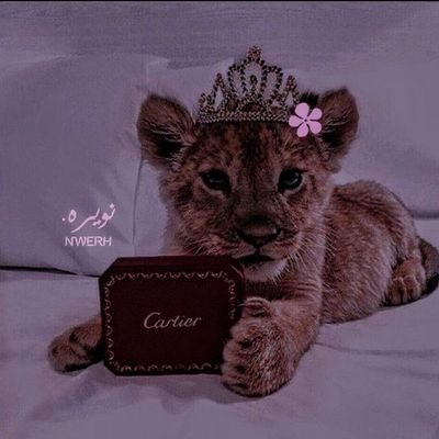 46cic's profile picture. - حُب عظيم للهدوء ولك ياهادئي | دخلت هنا استغفر 🇸🇦🇶🇦🤍 .