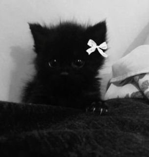 farss_882's profile picture. 日本語下手の台湾人です。推しはビッキこと立花響です。