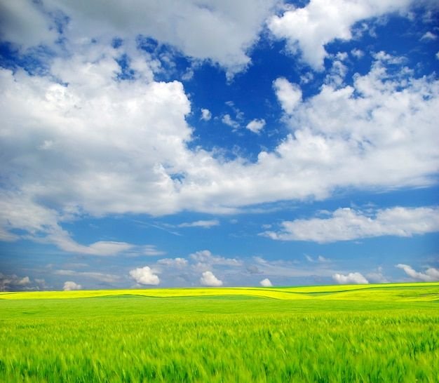 rachelneal1725's profile picture. ラ！や特撮好きのオタク 基本的にRP専門