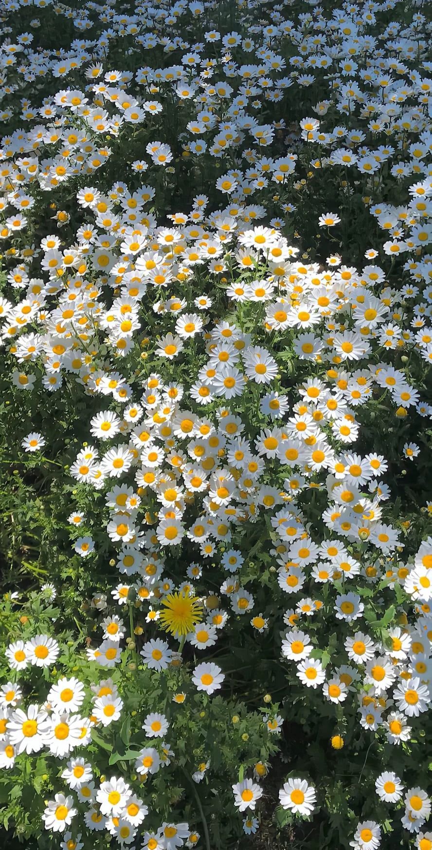 TatianaBrito18's profile picture. パズドラ無課金男子大学生