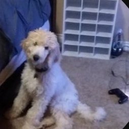 FuzzShk38145's profile picture. ukg fuzz