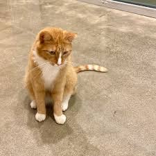 OrangeWhiteFeet's profile picture. 