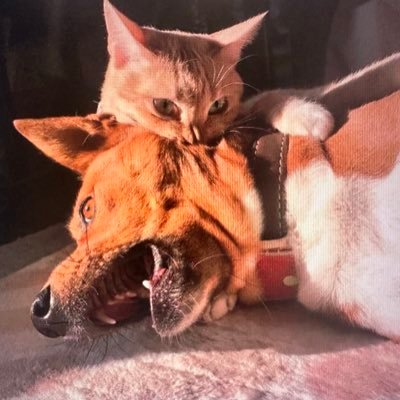 3rdshftwargamer's profile picture. I’m so tired.