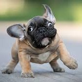 wankou_japan's profile picture. 犬と自然を愛す。