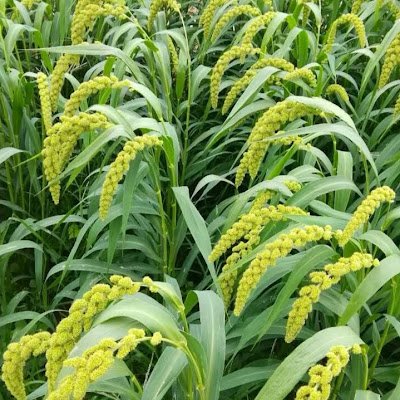 ShareifHussin's profile picture. 