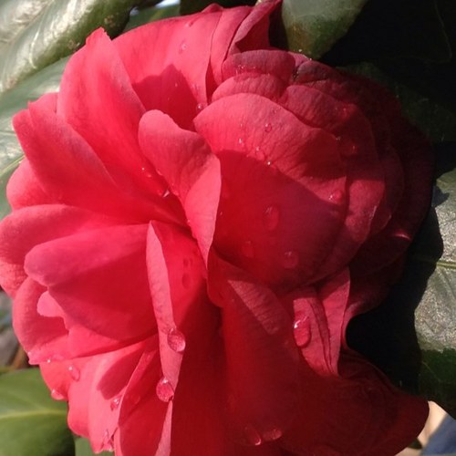 JeanTwinkjean's profile picture. Lovin life nature conservation gardening basset hounds and family