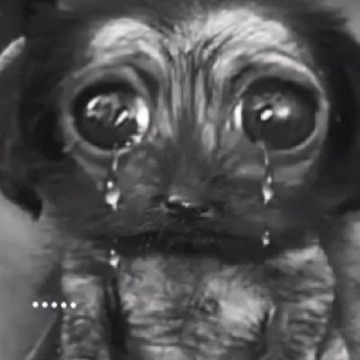 mundinhodogarro's profile picture. sou indigo borboleta anil