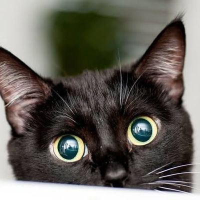 blacky_cat_'s profile picture. miauu miauuu