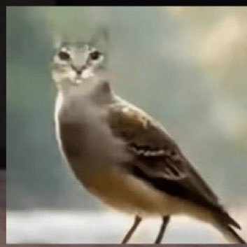 sixthir's profile picture. ǎ̷̗̇ä̸͍́̓͝͠͝a̸̪̦͌͑͜Ȧ̵̮̔Ä̵̡͔̗̿͂̈́A̸̖̩̙̭̓̿͗A̸̻̿͛͊À̸͇A̸͉̜̞̫͙͒̇̾́̽A̵͔͎̋͋̃̌̕A̷̟͌A̵̠͖̞̮̥͋͑̀̈Ã̴͙̮̺͌̕A̴̦͍̎͌̂̈A̴̢̱̩͚̅̒͊͘A̸̲̤̪̥̓͛̈́͘Á̶̗Å̴̤̌̇Ā̸̪̲̣̤͕͊̈́̀͝Ā̴̤̱̂Ȧ̸̖ͅ