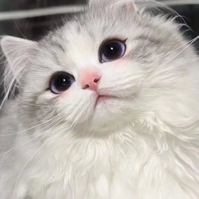 qurancxy's profile picture. ゆいりるさゆ