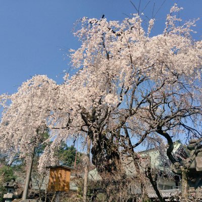 Feku490572's profile picture. 自由人 (Jiyūjin)