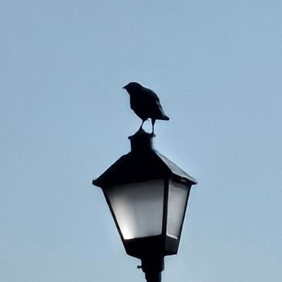 May_Pella's profile picture. She/her---professional dumbass bitch---
if you know me you know me