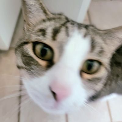 chllnnplmr's profile picture. ⓘ this user is a multicellular organism