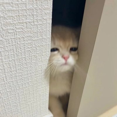 chanzii02's profile picture. FREENBECKY 🌷🪽