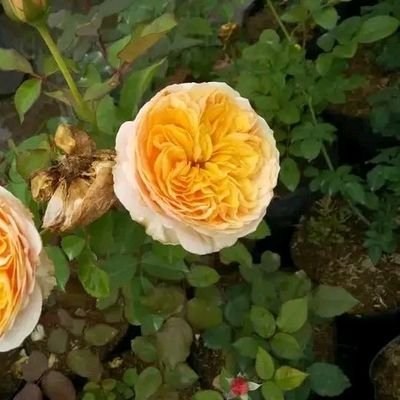 AjaBebas63652's profile picture. 