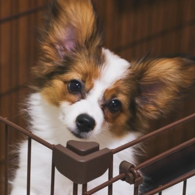 野口祥汰@「スライム無双」連載中 (@nstime23) / Posts / X