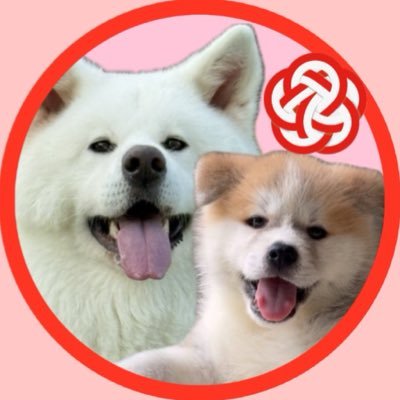 tecyama525's profile picture. 2022.7.1産まれ秋田犬の姫ちゃん🐻‍❄️✨ 2025.4.26産まれの縁ちゃん🐻✨ 姫ちゃん縁ちゃんの楽しい生活をYouTubeにUPしてます🥰是非遊びに来て下さいね💕飼主はもち子です🐍津軽アラハバキの鬼女です👹旧アカウントは #もち子と姫