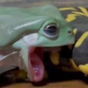 ScryMabon's profile picture. 