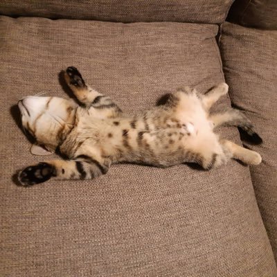 Mkry_yrkM's profile picture. YouTubeをやっているらしいです 謎解きも作っているらしいです