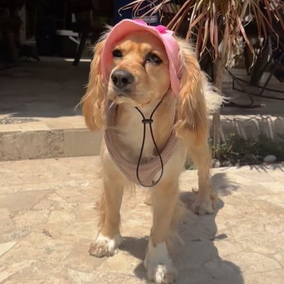 odetteperezz's profile picture. 