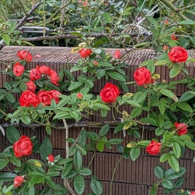 MoriharaKotoe's profile picture. プライベートで自身の関心ごとにリポストします。よろしくお願いします🙇