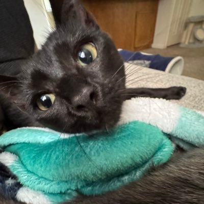 fmaxbrown's profile picture. 