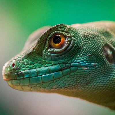 Romeo91298251's profile picture. It's FLAT 🌐