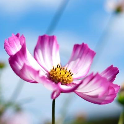 komi35's profile picture. 永遠 宮下玲奈 ／正義 古乃ほの ／ 待ち人 月野こはる／ カメラ FUJIFILM X-T50