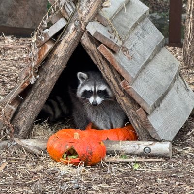 jesixguy7's profile picture. 3x chall larp + everything else + YO MUDDA