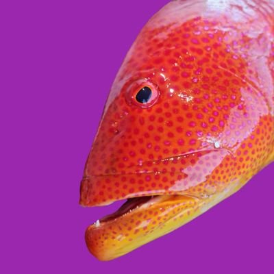 BagelHodler's profile picture. crypto buyer and fish catcherer