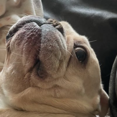 sayostudios's profile picture. 🦇🦇🦇🦇 follow @ thestickerwhale on instagram, lets print!!!