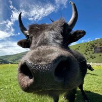 Jianian Zheng (@jianian_zheng) 's Twitter Profile