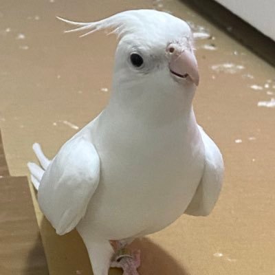 NR_0725's profile picture. にょーん20↑ 第五人格してます。