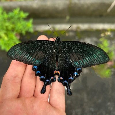 machaonvert's profile picture. 高校2年生、蝶屋ルーキー
アゲハチョウが好きです。
まずは、アゲハチョウ国内全種コンプリートを目指します。素人ですが、よろしくお願いします。