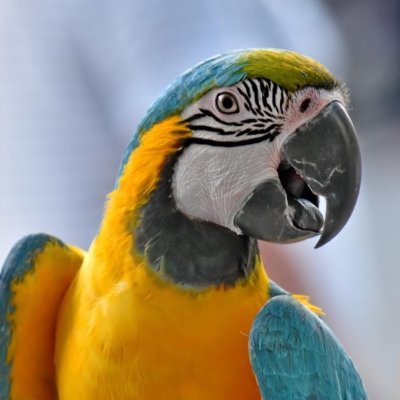 Papagajo123's profile picture. 