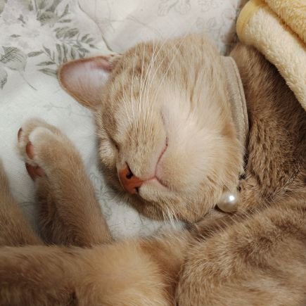 hhh129112144's profile picture. 生まれも育ちも神奈川 🏖️ヨンスの隣町から応援してます /サチモス好きの方とつながりたい 🎸JAZZ、SOUL、R＆B、AOR💞 🎸 2025/12/12Zepp羽田参戦🎤最近の推しは藤井風🍃クン 岡山弁良き(•ө•)♡ HARUYちゃん応援してます 無言フォローお許しください フォローお気軽に✨