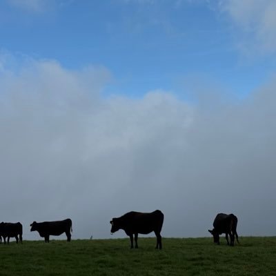 opp_mmm's profile picture. 