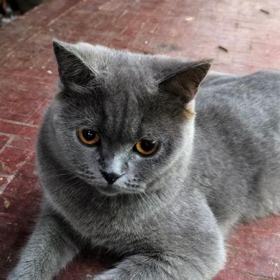 stmoonar258's profile picture. 无心而为✨ | not LGBT🏳️‍🌈 | Software Developer💻 | Web3🍕 | 懒猫微服 @manateelazycat 忠实粉丝