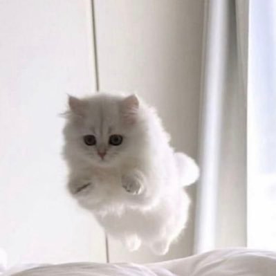 2ya_ruaa's profile picture. 一緒に遊んでくれるトリッカー募集です！ねこ可愛い// 尊敬トリッカー @yuperusuta