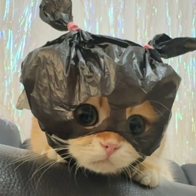 hayekasamlage's profile picture. A walking daydream. ☁️💭✨ ||