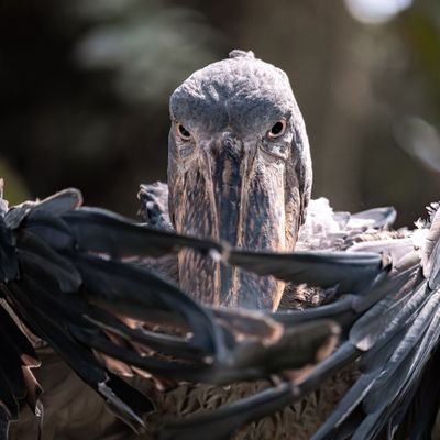 katohiro391107's profile picture. ケ・セラ・セラ　ファーマ　㈱
㈱カキクエ　代表取締役　果肉井