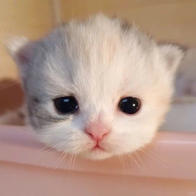 bom2boochin_'s profile picture. 뷔쇼읏쇼