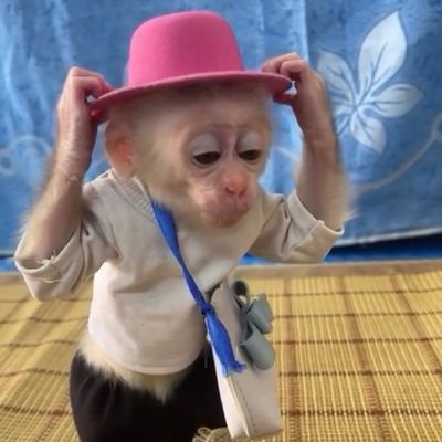 MonkeCoded's profile picture. https://t.co/b18TrTMa2O