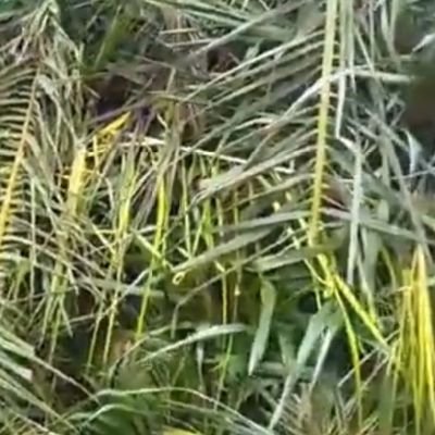 YemacEsawo's profile picture. Golden pen, Student of history, Culture enthusiast,I CREATE THINGS