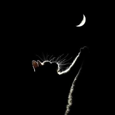 achlyevil's profile picture. 